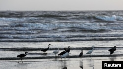 چارواکي وايي، هر کال په ژمي له روسیې او اروپا څخه مرغان پاکستان او هند ته ورځي او بیا په پسرلي کې ستنېږي - پخوانی انځور.