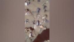 Mass Die-Off Of Fish In Tajikistan's Shing River Mass Die-Off Of Fish In Tajikistan's Shing River