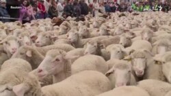 میدرېد لوی ښار دی خو په لارو یې اوس هم شپانه له رمو سره تېرېږي میدرېد لوی ښار دی خو په لارو یې اوس هم شپانه له رمو سره تېرېږي