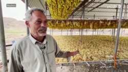 يمن د وڅکو پر واردولو بنديز لګولی دی يمن د وڅکو پر واردولو بنديز لګولی دی