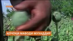 Дар давраи Толибон дар Афғонистон кишту қочоқи маводи мухаддир хеле афзоиш ёфтааст Дар давраи Толибон дар Афғонистон кишту қочоқи маводи мухаддир хеле афзоиш ёфтааст