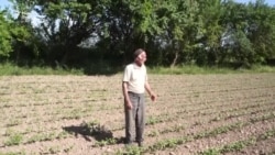 Чаро деҳқонони тоҷик дигар кишт намекунанд? Чаро деҳқонони тоҷик дигар кишт намекунанд?