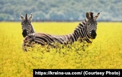 Деяких тварин загарбники вивезли на територію Росії або в окупований Крим – Філіна