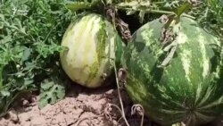 Тарбуз дар Тоҷикистон имсол арзонӣ шудааст
 Тарбуз дар Тоҷикистон имсол арзонӣ шудааст