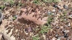 Ҳуҷуми малах ба заминҳои кишоварзии Хатлон Ҳуҷуми малах ба заминҳои кишоварзии Хатлон