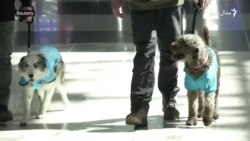 د استنبول په هوايي ډګر کې سپي ولې ګرځي؟
 د استنبول په هوايي ډګر کې سپي ولې ګرځي؟