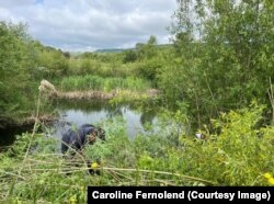 Lacurile de acumulare sunt curățate cu ajutorul bacteriilor „bune”, în satul Viscri.