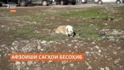 Ҳуқуқи сагҳои бесоҳиби Кӯлобро кӣ ҳимоят мекунад? Ҳуқуқи сагҳои бесоҳиби Кӯлобро кӣ ҳимоят мекунад?