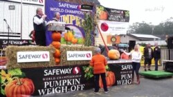 د نړۍ تر ټولو لوی کدو څومره وزن لري؟  د نړۍ تر ټولو لوی کدو څومره وزن لري؟