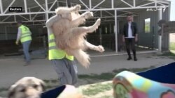 په ترکيه کې د معيوبو ځناورو د ساتنې مرکز جوړ شوی دی