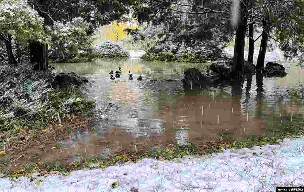  Два соседних пруда большая вода просто объединила в один большой