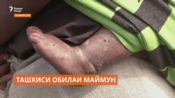 Тоҷикистон барои ҷилавгирӣ аз сирояти обилаи маймун чӣ кор кардааст? Тоҷикистон барои ҷилавгирӣ аз сирояти обилаи маймун чӣ кор кардааст?
