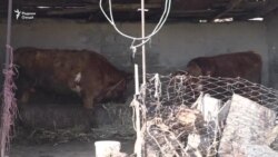 Дар Тоҷикистон "сӯхтанӣ" ба 80 кас сироят кардааст Дар Тоҷикистон "сӯхтанӣ" ба 80 кас сироят кардааст