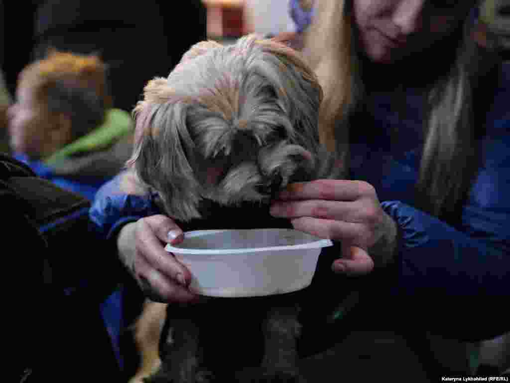 У рецепційних пунктах на вокзалі можна отримати не лише продукти для людей, а й корм для тварин