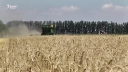 Қазоқистон чаро содироти гандумро маҳдуд кард? Қазоқистон чаро содироти гандумро маҳдуд кард?