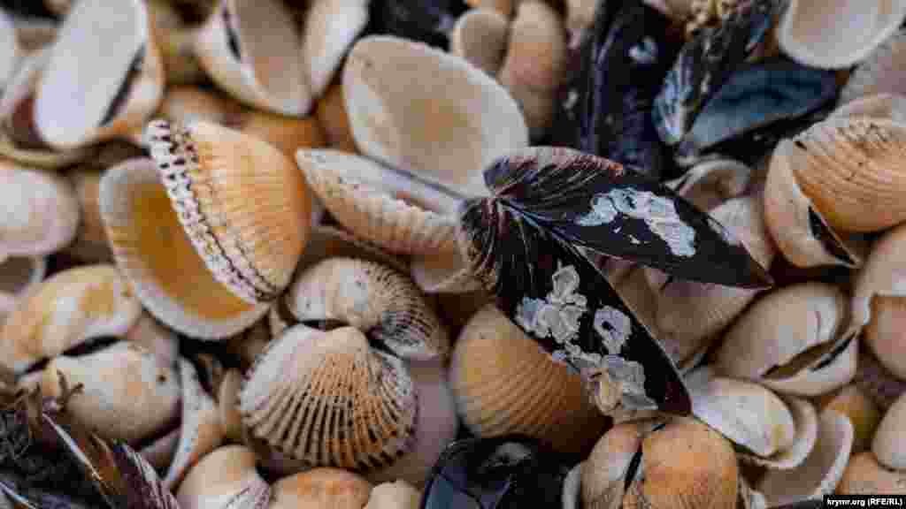 Почти все пляжи усеяны слоями ракушки  