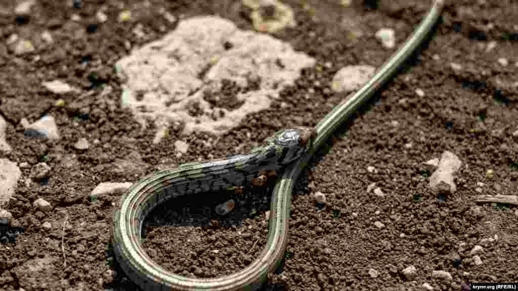 Маленький уж посреди полевой дороги, ведущей к Генеральским пляжам  
