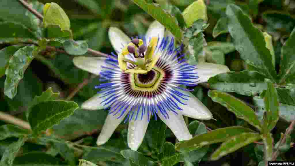 Пассифлора в каплях утреннего дождя. Эта лиана пользуется большой популярностью среди цветоводов благодаря своей декоративности и неприхотливости. Растение обладает большим количеством названий, каждое из которых связано с той или иной его особенностью. Страстоцвет, кавалерийская звезда, лиана-орденоносец — вот лишь несколько из известных народных названий лианы.