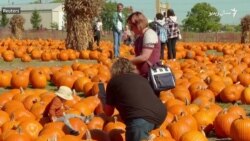 امريکايان هر کال پر پېټه کدو ۵۰۰ ميليونه ډالر مصرفوي امريکايان هر کال پر پېټه کدو ۵۰۰ ميليونه ډالر مصرفوي