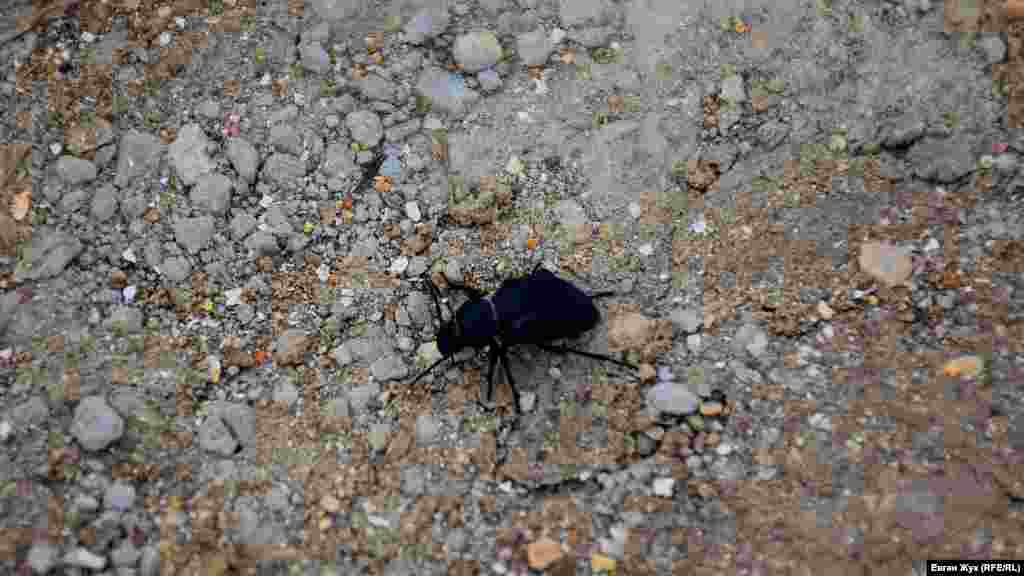 Кримська жужелиця, що прокинулася, пробирається через кам'яні перепони