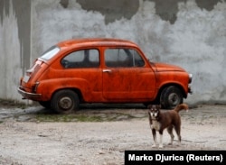 One of the thousands of stray dogs in Belgrade.