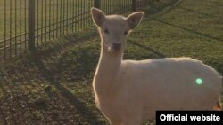 У заповіднику «Асканія- Нова»