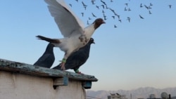 With Afghan Economy In Shambles, Kabul's Pigeon Market Plummets With Afghan Economy In Shambles, Kabul's Pigeon Market Plummets