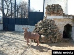 Заповідник «Асканія-Нова», квітень 2022 року