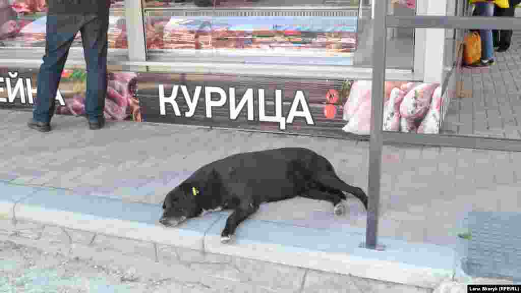 Вуличний собака дрімає поруч з м'ясним кіоском