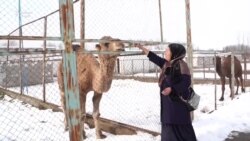 Вазъи боғи ҷонварони Кӯлоб дар сармо Вазъи боғи ҷонварони Кӯлоб дар сармо