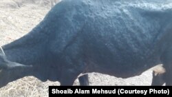 په جنوبي وزیرستان کې د ناروغۍ ښکار یوې غوا څرمن غوټه، غوټه شوې - د مې میاشت انځور.