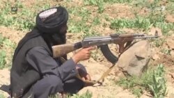 طالبان په افغانستان کې د کوکنارو فصل وهي
 طالبان په افغانستان کې د کوکنارو فصل وهي