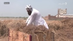 سیند کې سېلابونو د څارویو لپاره د ګیا کمی رامنځته کړی  سیند کې سېلابونو د څارویو لپاره د ګیا کمی رامنځته کړی