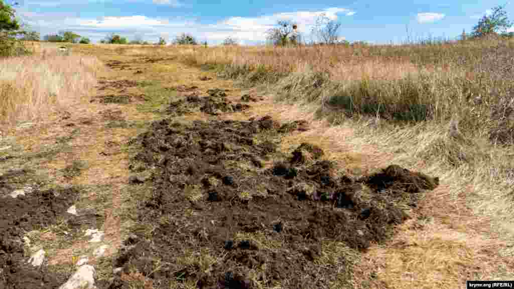 Свежие следы от «путешествия» по древнему городу диких кабанов