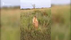 Як кричить байбак у луганських степах Як кричить байбак у луганських степах