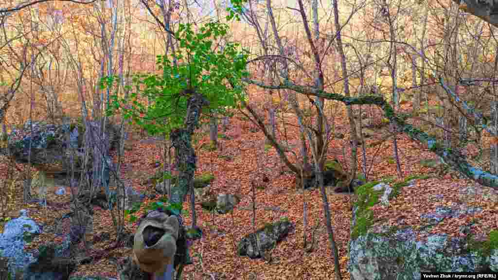 Засохлим деревом в'ється вічнозелений плющ