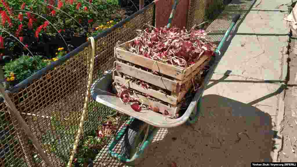 Ялтинська цибуля – одне з головних джерел доходу місцевих жителів