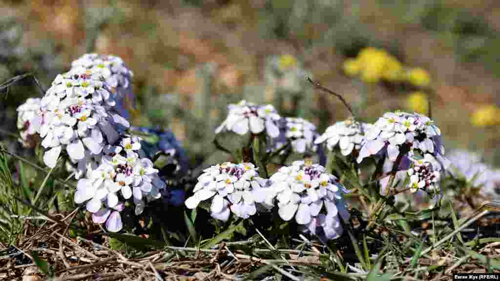 Іберієць простий, який ще називають іберійцем кримським – зникаючий вид рослин, але на Караньському плато ще зустрічається