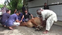 پاکستان کې خلک اختر لمانځي او قربانۍ کوي پاکستان کې خلک اختر لمانځي او قربانۍ کوي