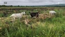 د اوکراین شپنه: جنګونو نړۍ زهرجنه کړې د اوکراین شپنه: جنګونو نړۍ زهرجنه کړې