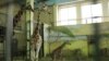 Калининград: в зоопарке родился жираф 