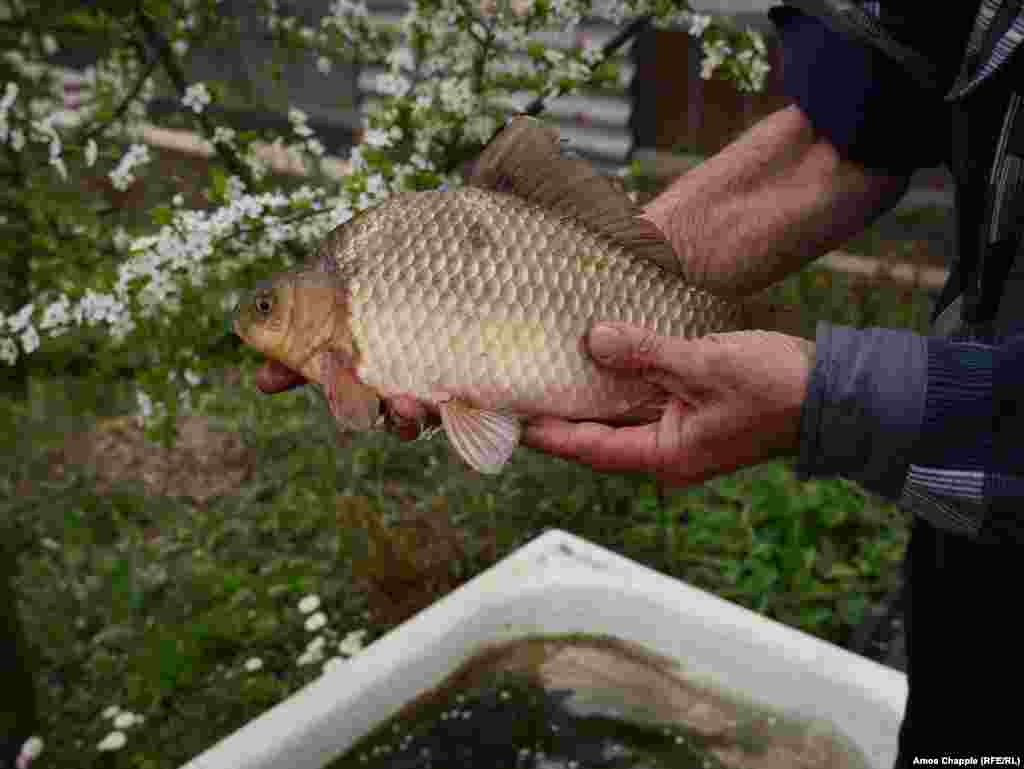 Але ніякого тестування немає, коли він пропонує скуштувати рибу, яку він сам виростив  