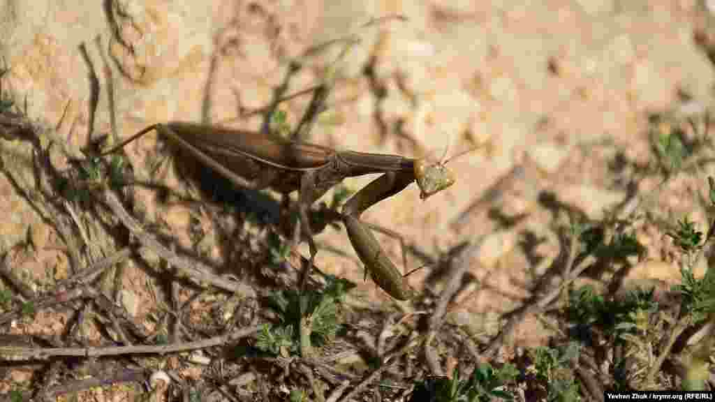 На глинистому ґрунті серед травинок маскується кримський богомол – Ameles taurica