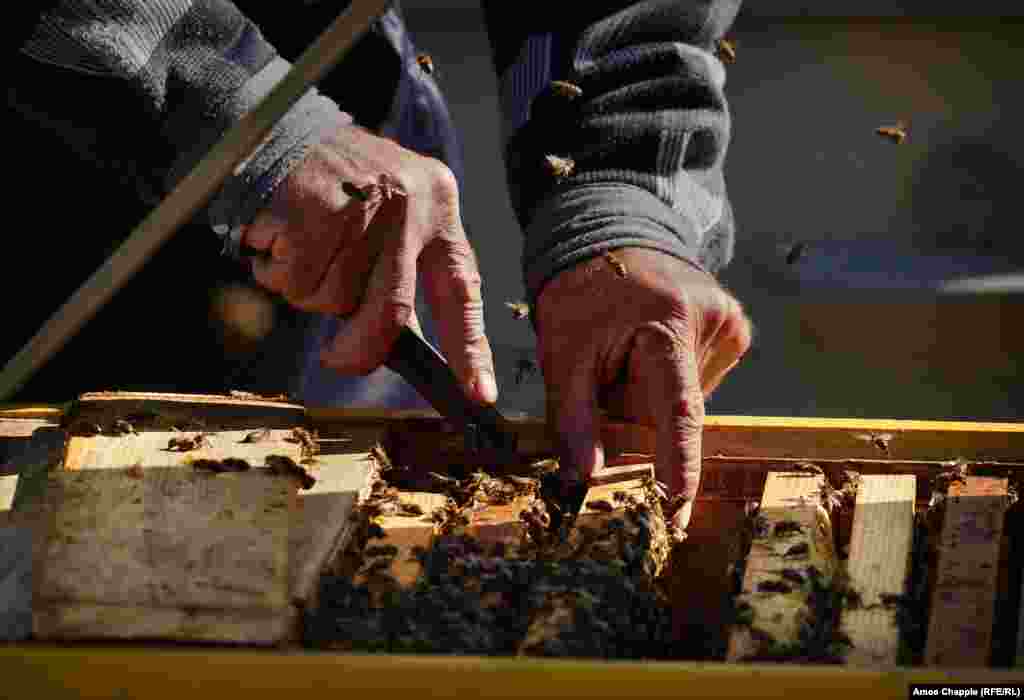 Мало що хвилює Василя, що видно по тому, як він перевіряє свої вулики без рукавичок. Думки про радіацію не займають у нього багато часу: «Ми тестували ділянку, все чисто. І я тестую те, що їм, і все в порядку»