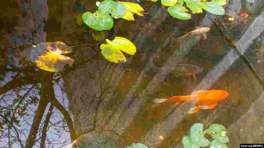 Наймовчазніші мешканці монастиря – золотисті коропи