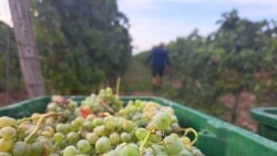 Crnogorski vinogradi 'u rukama' berača iz regiona Crnogorski vinogradi 'u rukama' berača iz regiona