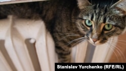 За даними міністерства, на сьогодні понад 55% об’єктів соціальної сфери вже підключені до тепла