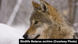 Иллюстрационное фото