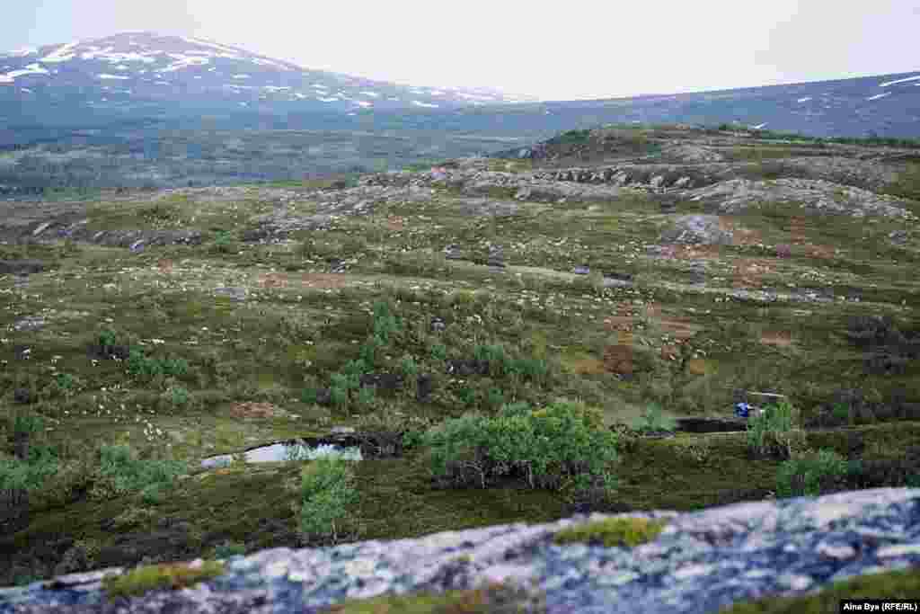 Kjell's herd roams over landscape affected by the Chernobyl fallout, sometimes wandering across the border into Sweden. The reindeer graze on grasses, lichen, and mushrooms, which are also known to absorb radiation. 