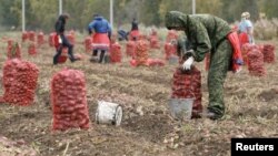 Муҳоҷирони узбек ҳангоми ҷамъоварии картошка дар Красноярск.